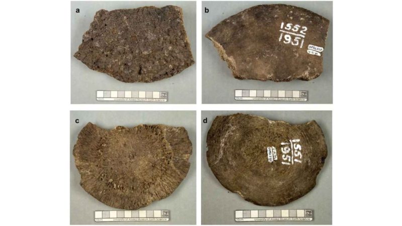 Scientists Celebrated Finding the Last Mammoth Bones — DNA Said Otherwise