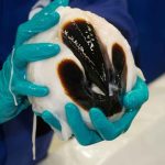 Scientists Finally Filmed a Living Colossal Squid and It Changes Everything We Thought We Knew
