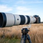 Sony FE 200-600mm Tested for Wildlife — Does It Hold Up at Full Reach
