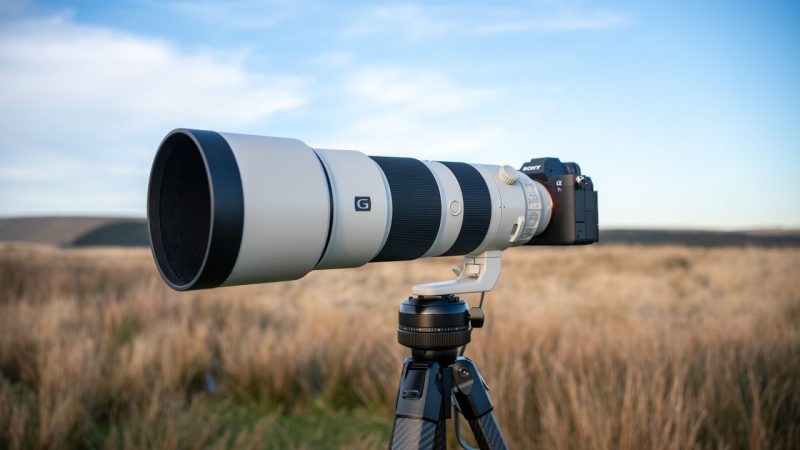 Sony FE 200-600mm Tested for Wildlife — Does It Hold Up at Full Reach