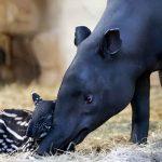 Spain Welcomed Its First Malayan Tapir Calf After 20 Years of Trying