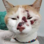 The Cat-Linked Fungus Spreading in South America Whose First Signs Fool Most People