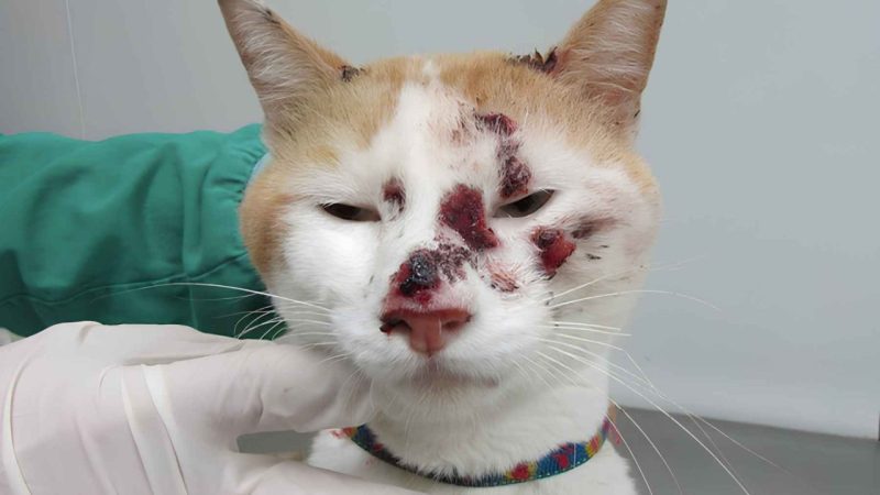 The Cat-Linked Fungus Spreading in South America Whose First Signs Fool Most People