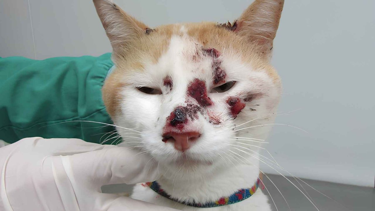 The Cat-Linked Fungus Spreading in South America Whose First Signs Fool Most People