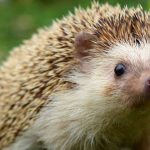 The Name English Gave a Group of Hedgehogs Fits Them Perfectly