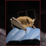 The Real Bat Epidemic Risk Has Nothing to Do With the Bat Itself