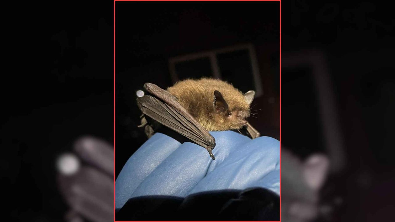 The Real Bat Epidemic Risk Has Nothing to Do With the Bat Itself