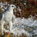 Vikings Supplied Arctic Falcons to Baghdad and the Proof Is Extraordinary