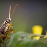 What Crickets at Night Are Actually Telling You About Your Garden